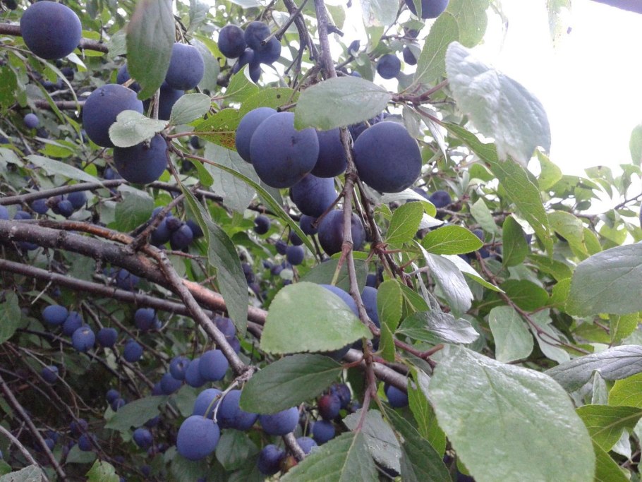 Терн (Prunus spinosa)