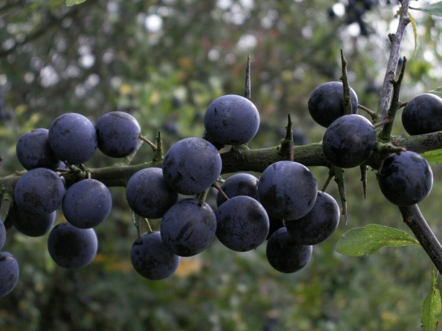 Слива тернослива гордость Сибири