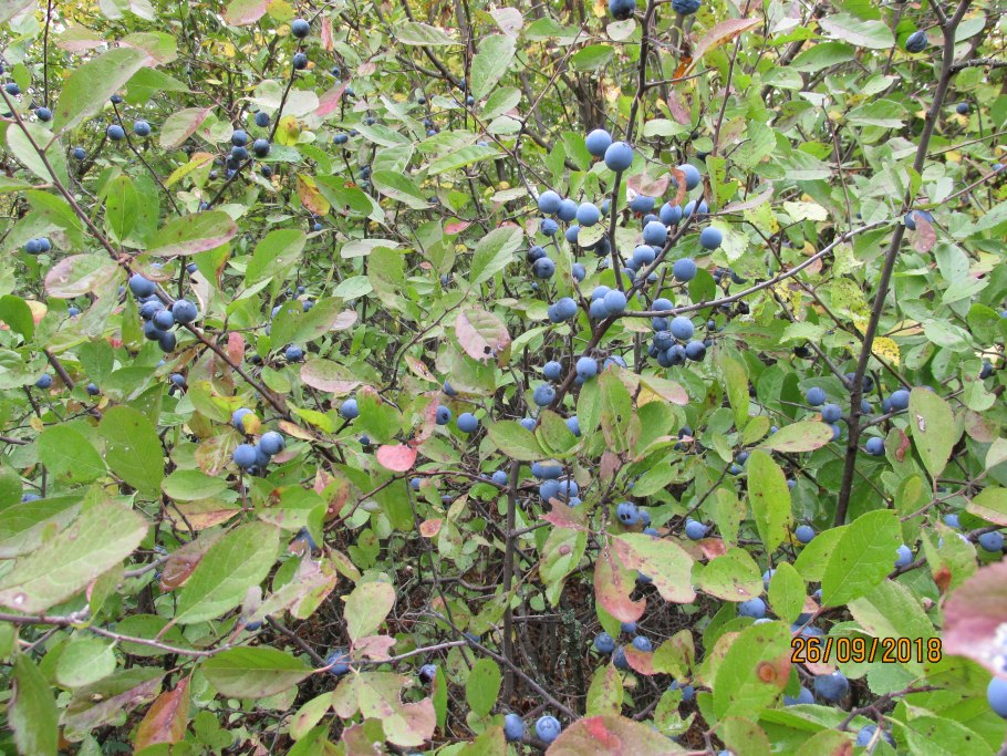 Слива колючая, Терн (лат. Prúnus spinósa)