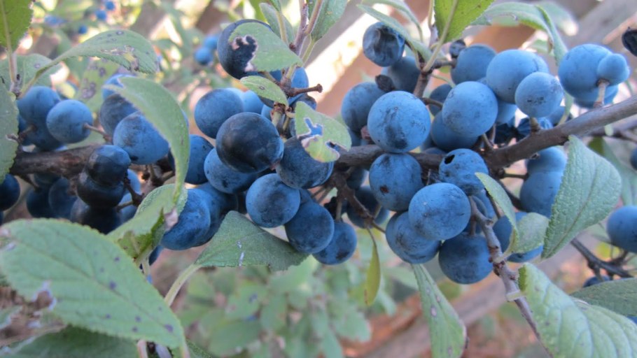 Терн (Prunus spinosa)