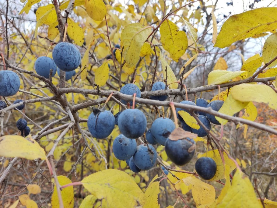 Заготовки из терна