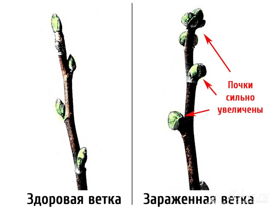 Стадии распускания почек