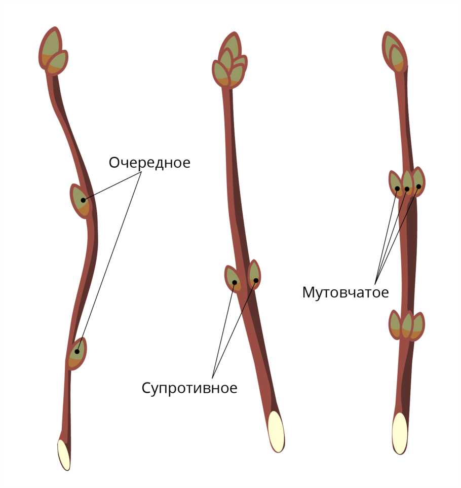 Побег сирени верхушечные почки