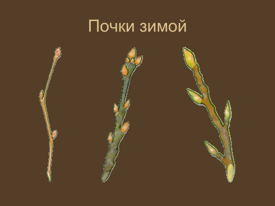 Почки деревьев зимой