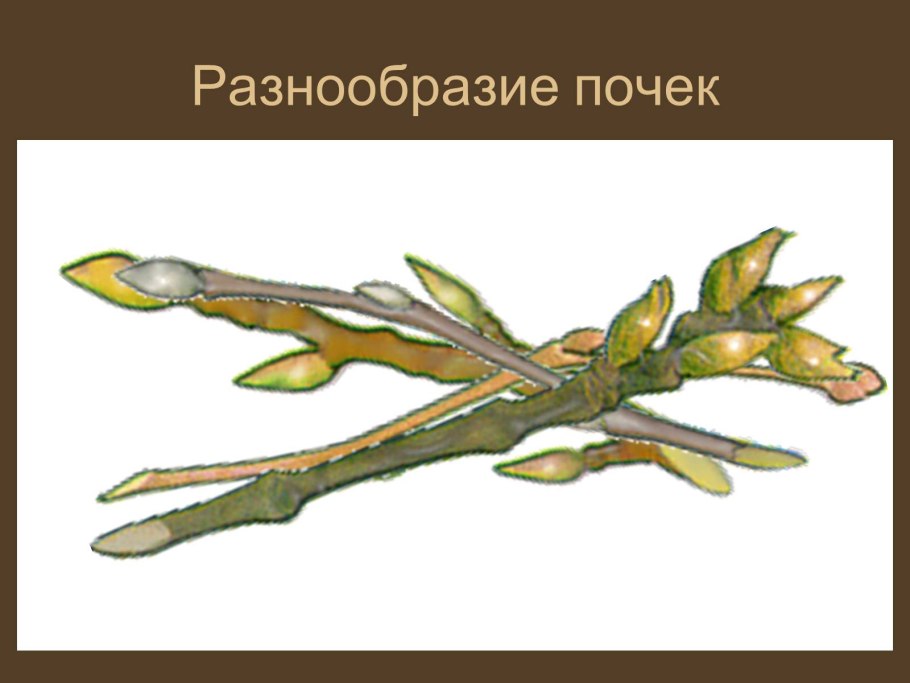 Биология 6 класс почка генеративной почки