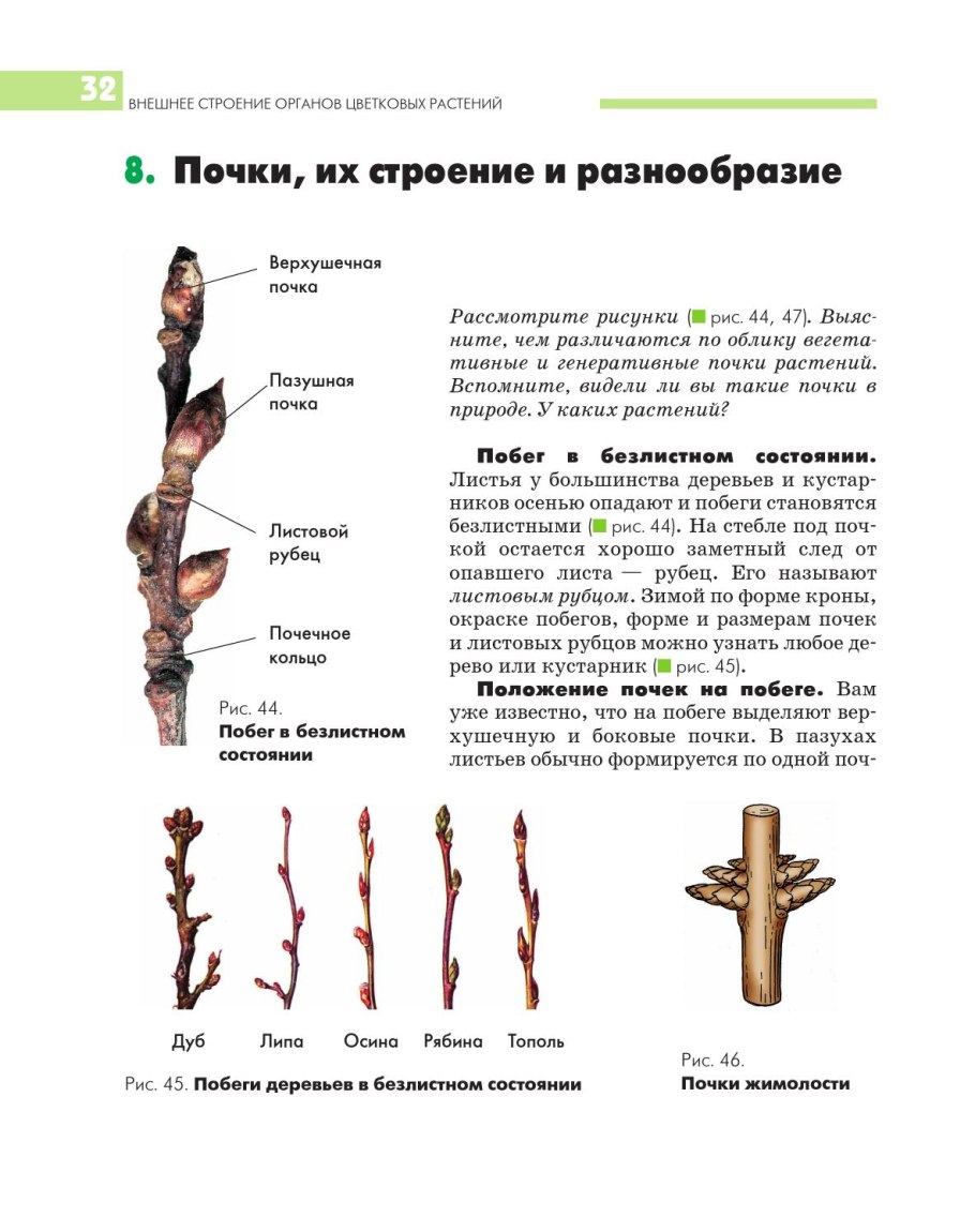 Побег тополя в безлистном состоянии