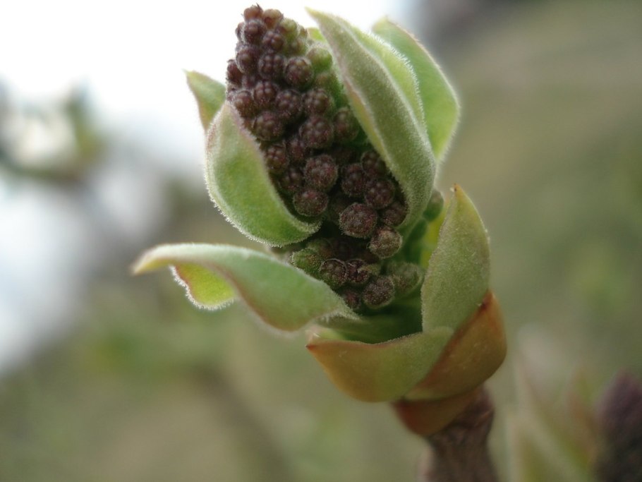 Побег на ветке