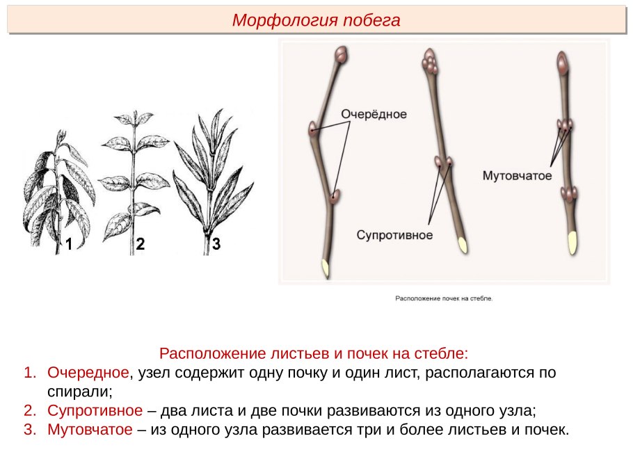 Расположение почек растений
