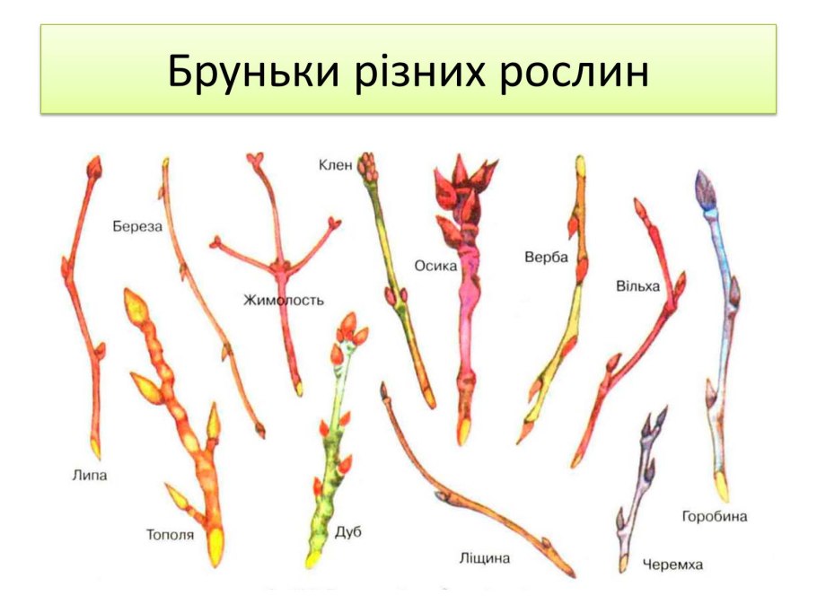 Зачаточный побег с укороченными междоузлиями