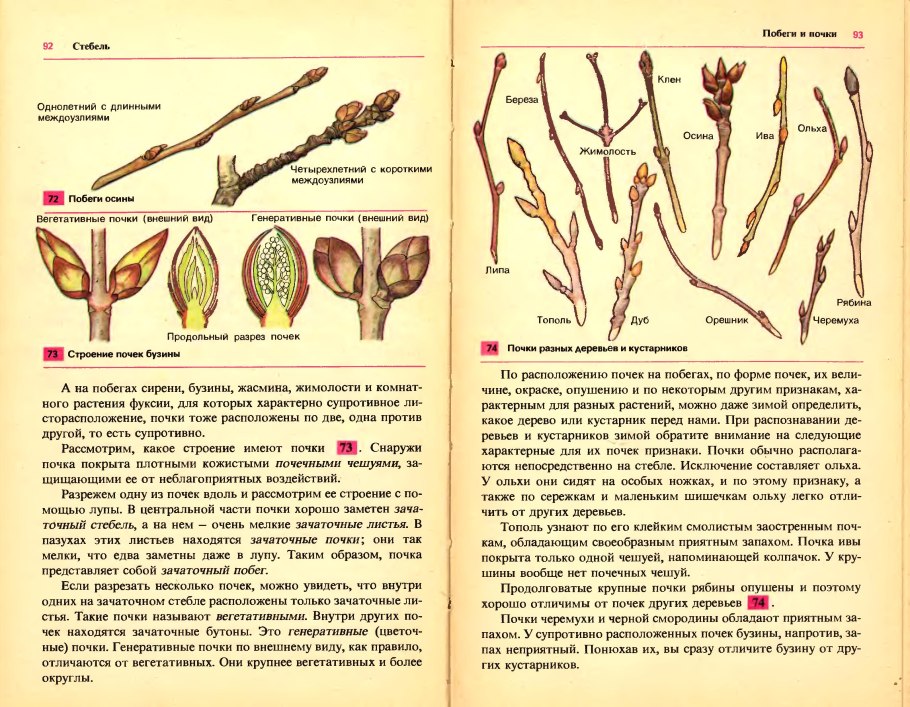 Какие бывают почки на деревьях