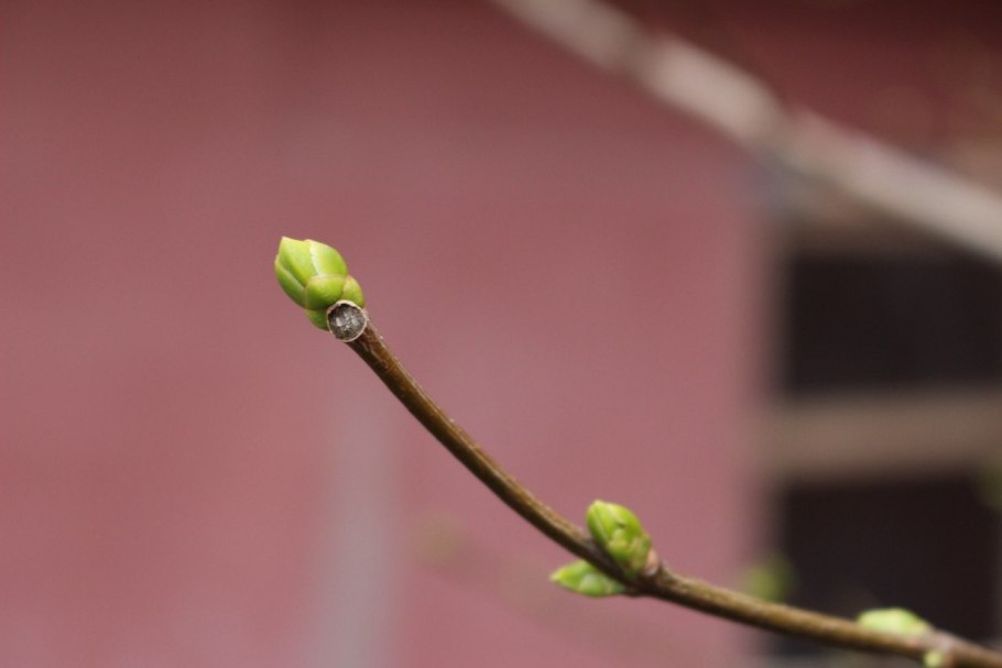 Калина обыкновенная почки