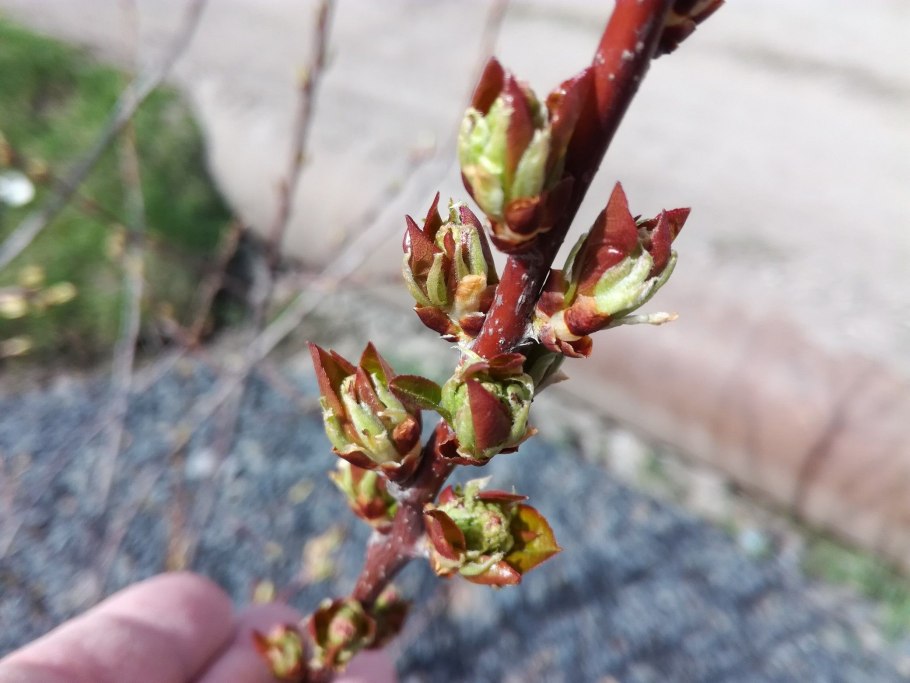 Внутреннее строение почки растения