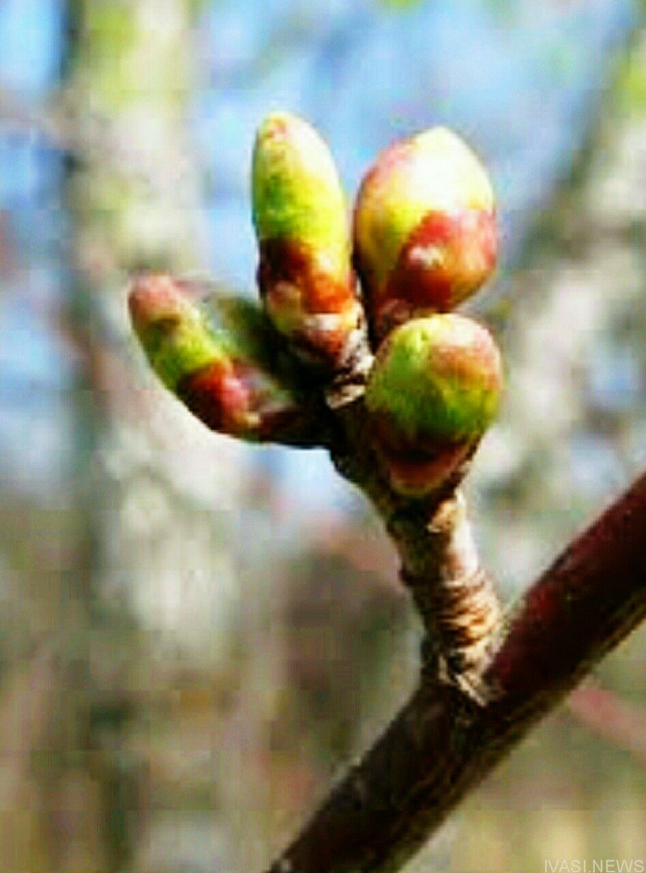 Зеленые побеги