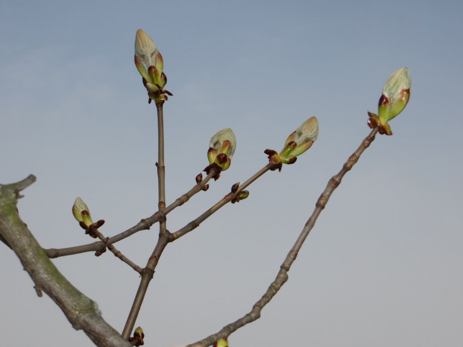 Открытые почки у растений