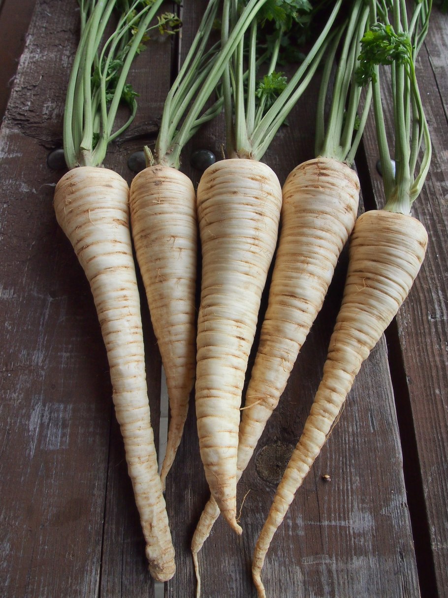 Пастернак растение корнеплод