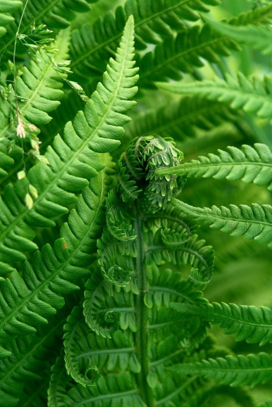 Спорангии папоротника