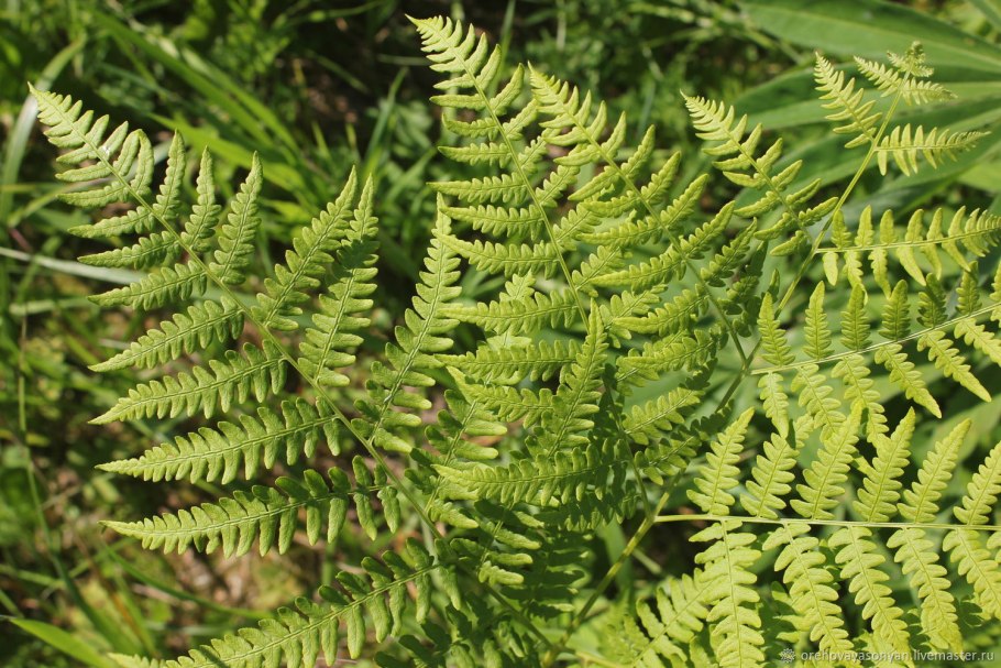 Страусник сорусы