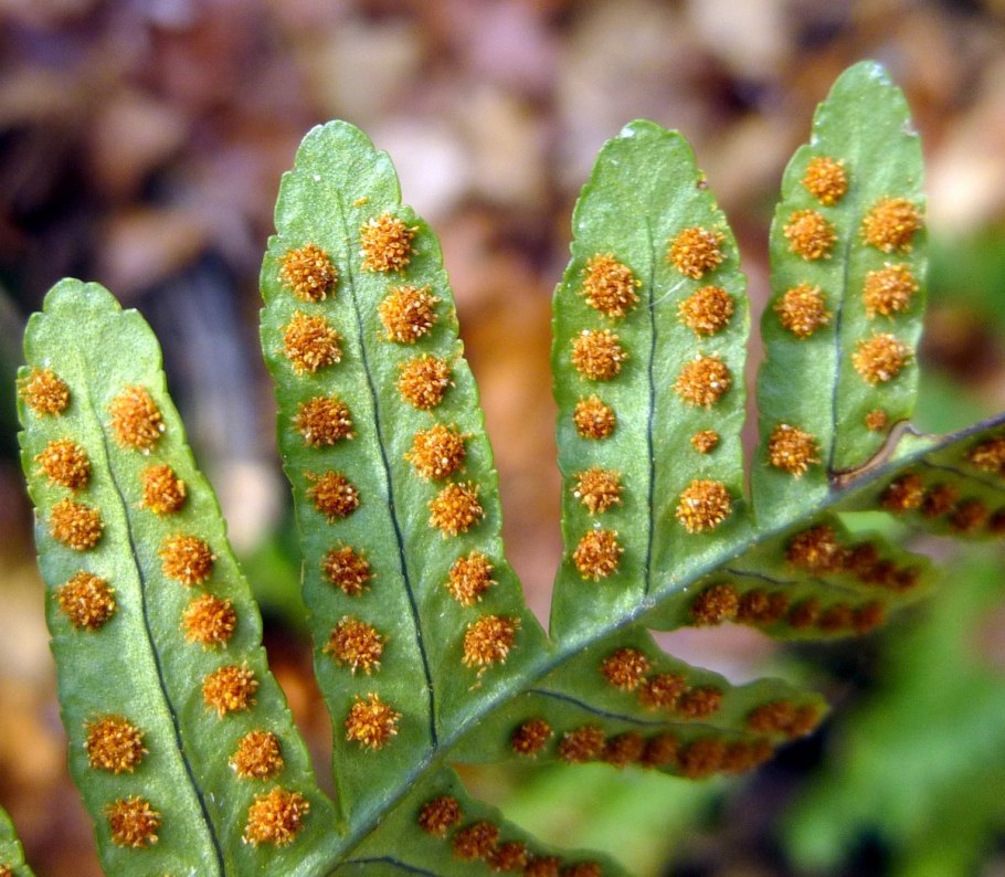 Орляк обыкновенный сорусы