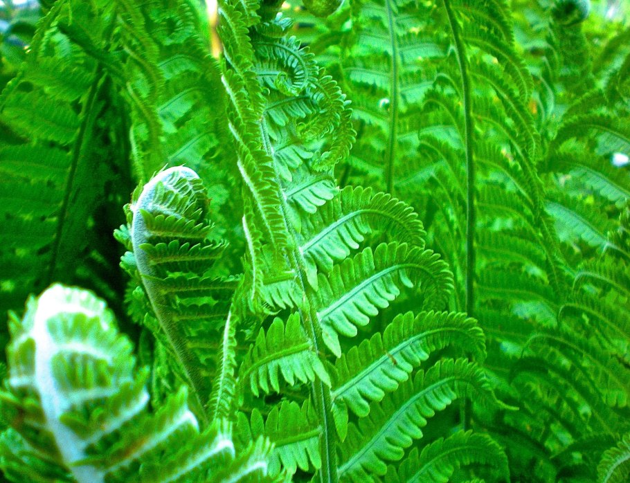 Щитовник мужской dryopteris filix-mas