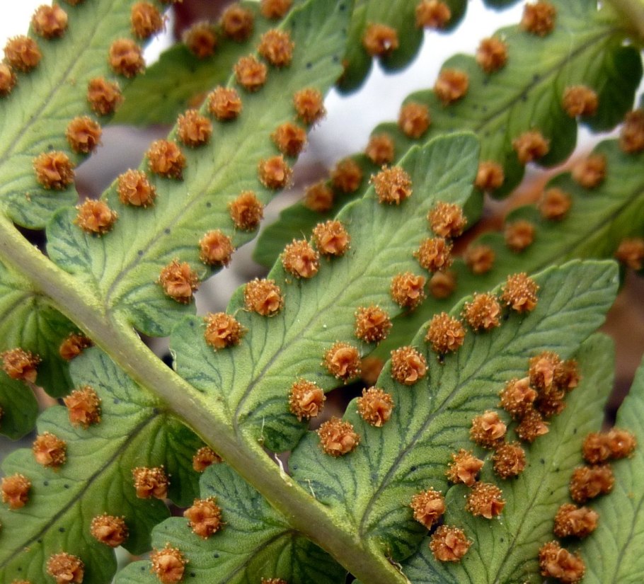 Сорус папоротника щитовника
