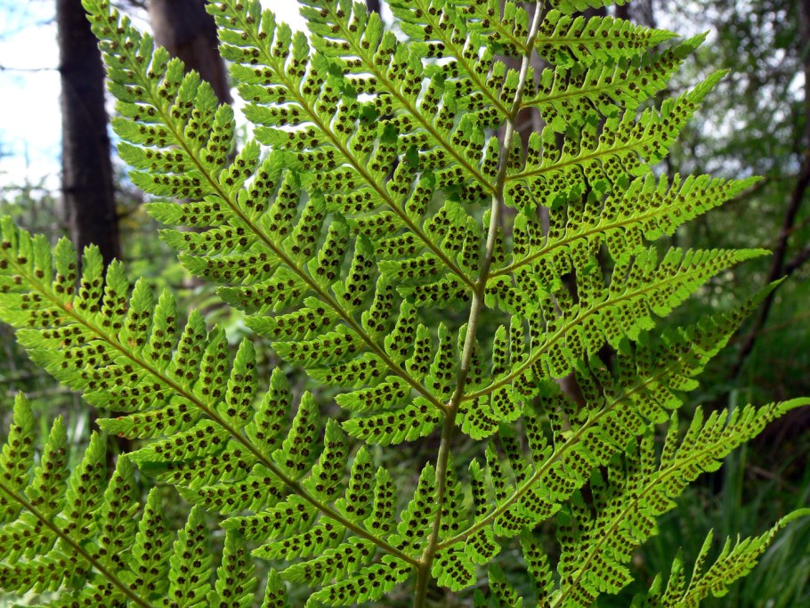 Нефролепис с сорусами