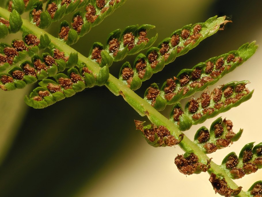 Кочедыжник сорусы