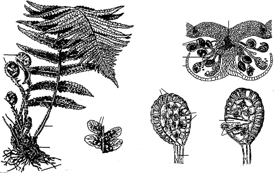 Многоножка обыкновенная Polypodium vulgare