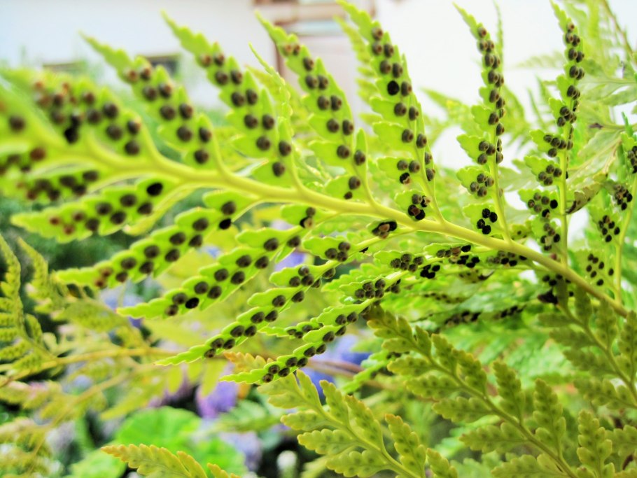 Щитовник сорусы