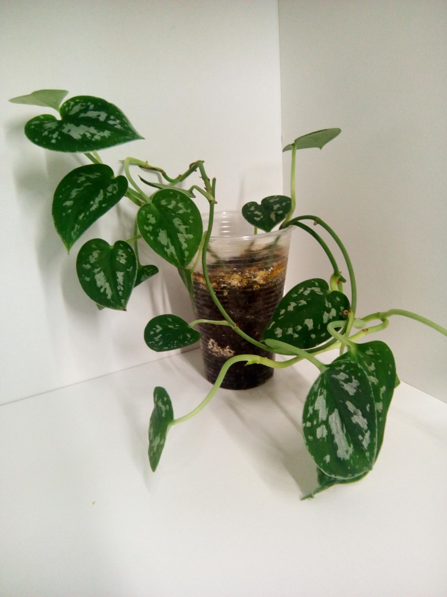 Сциндапсус Эпипремнум золотистый