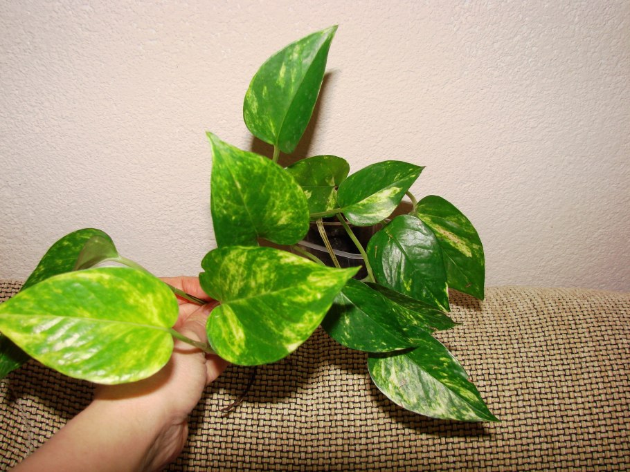 Сингониум Пиктус