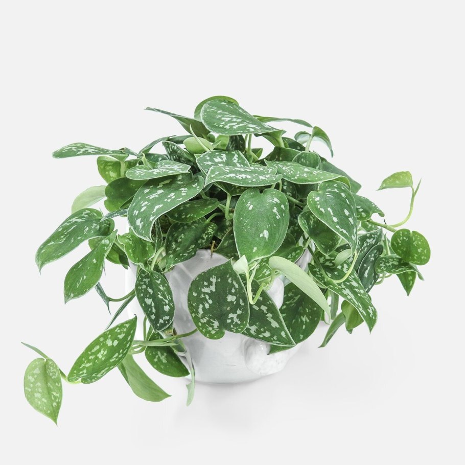 Pothos foetida