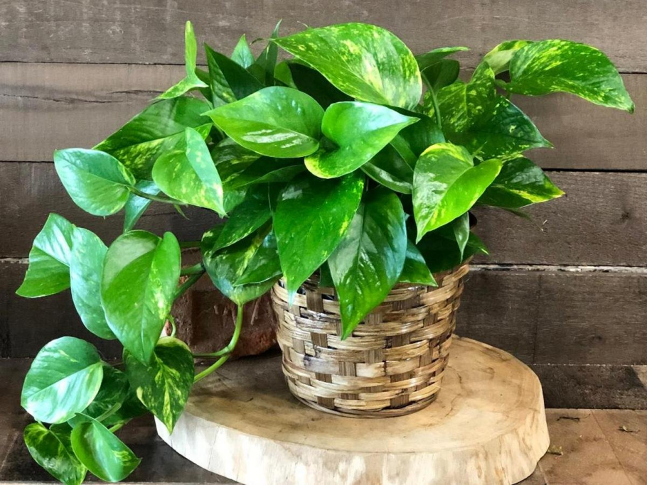 Эпипремнум традесканция