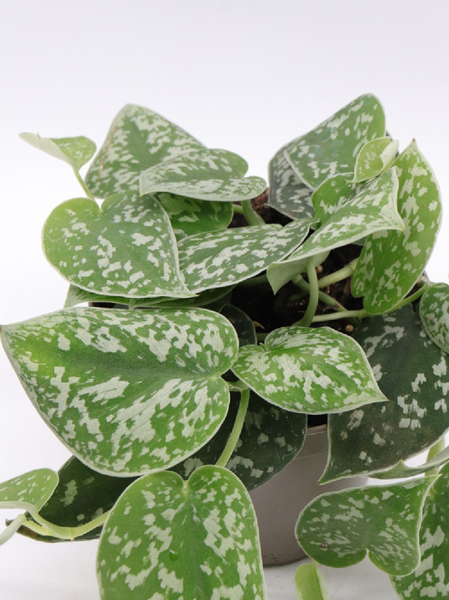 Сциндапсус Голден Квин