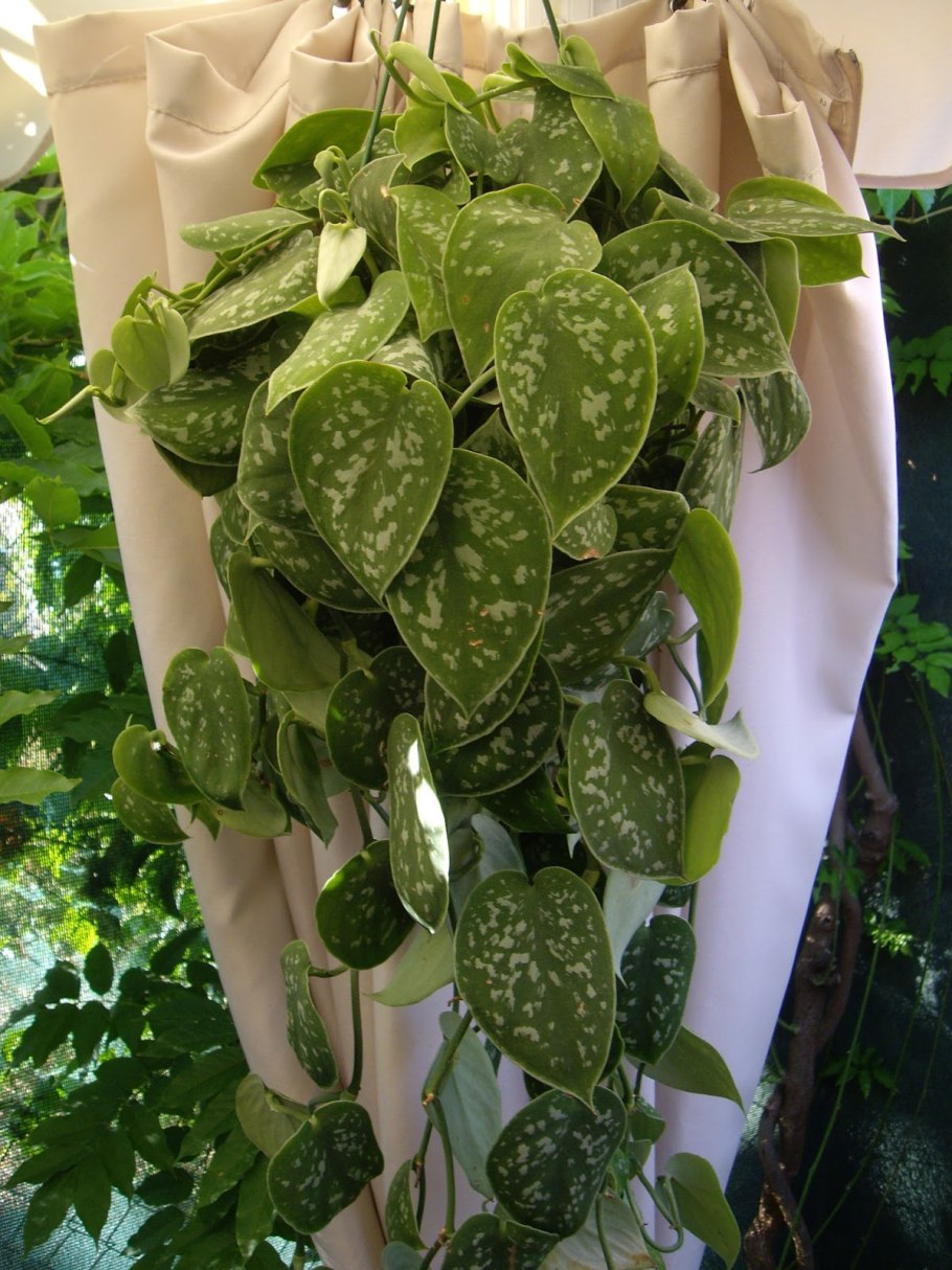 Сциндапсус Голден Квин