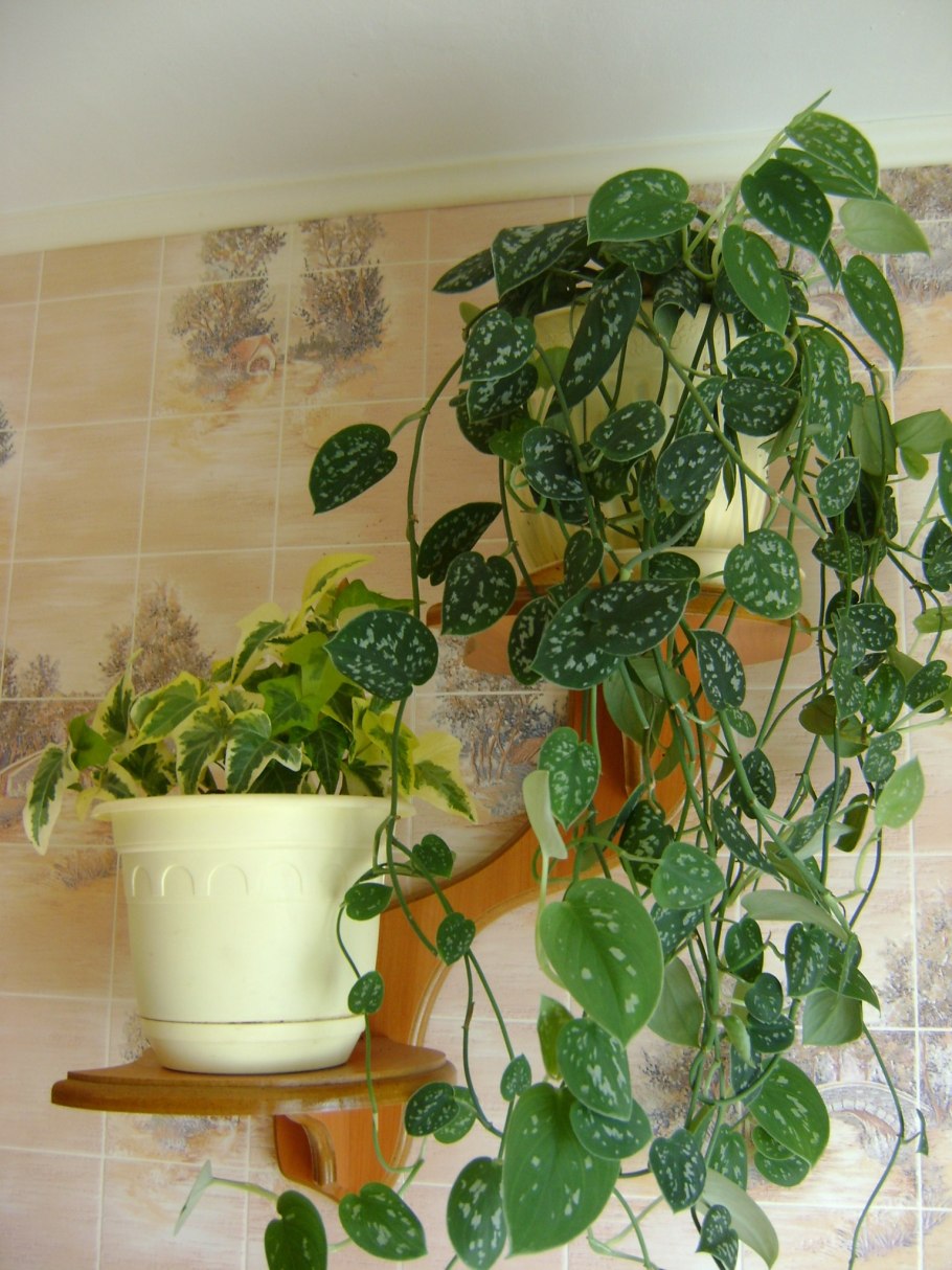 Эпипремнум Вьюнок