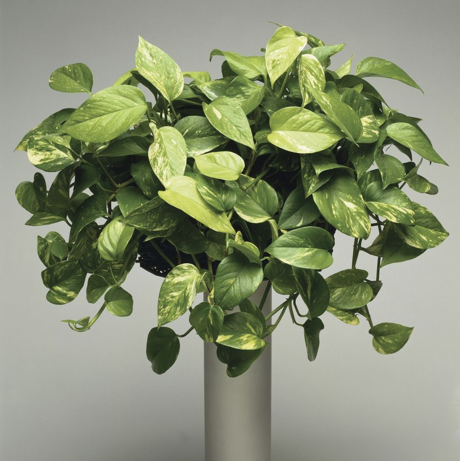 Сциндапсус Марбл Квин