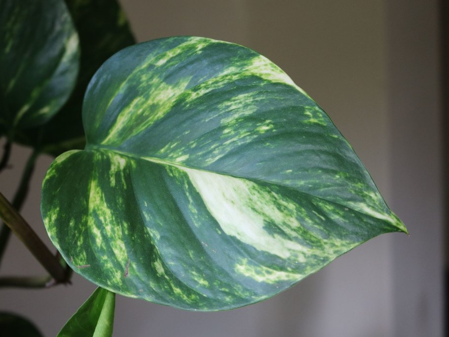 Сциндапсус лимонный