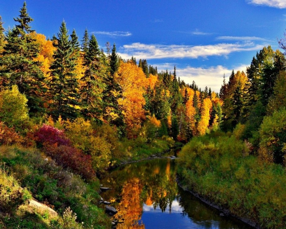 Осенний смешанный лес