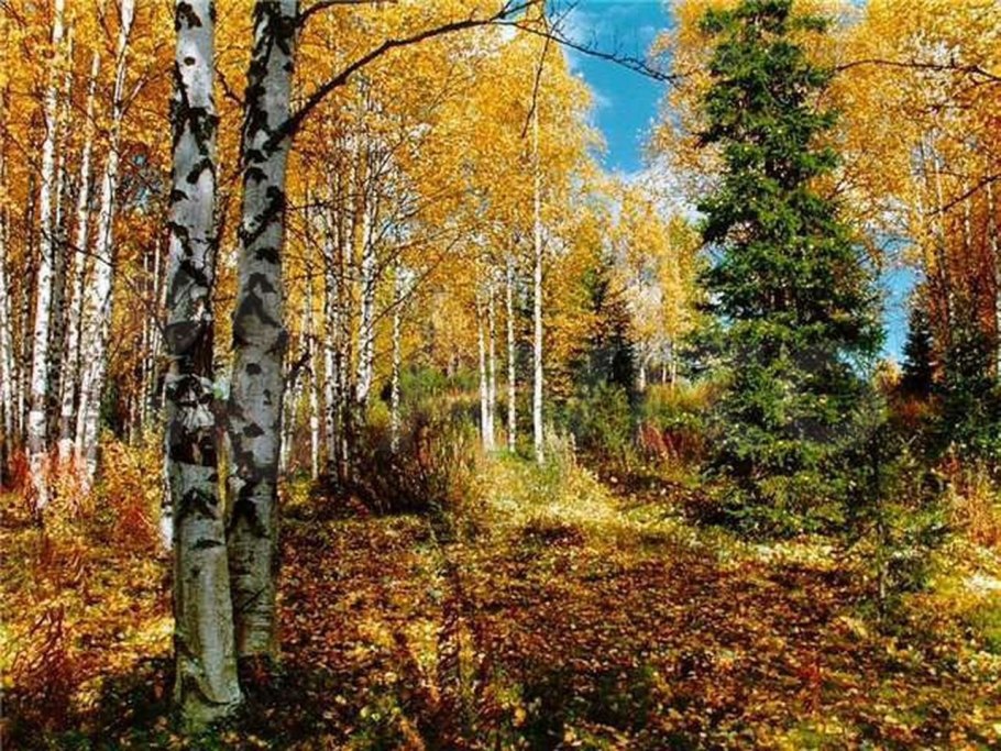 Леса России