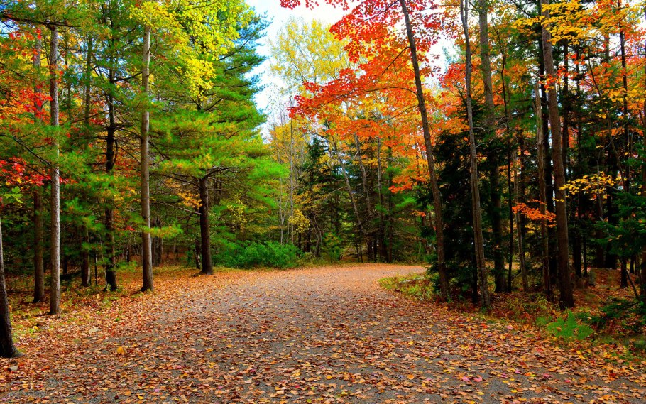 Смешанные и широколиственные леса России