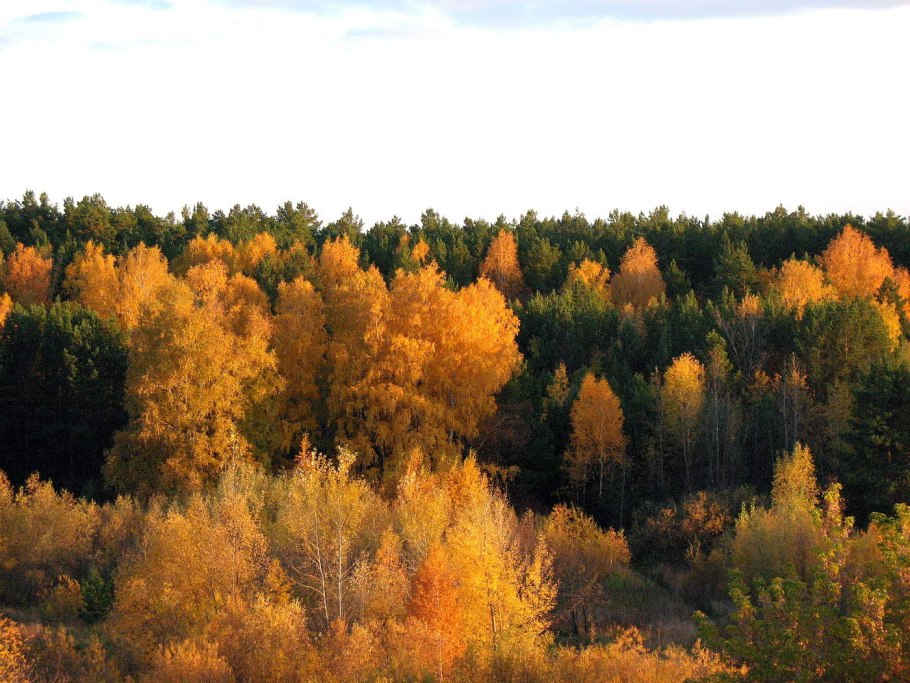 Широколиственный лес осень