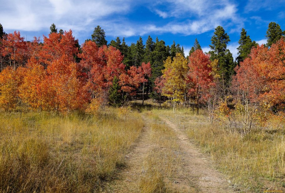 Смешанные леса