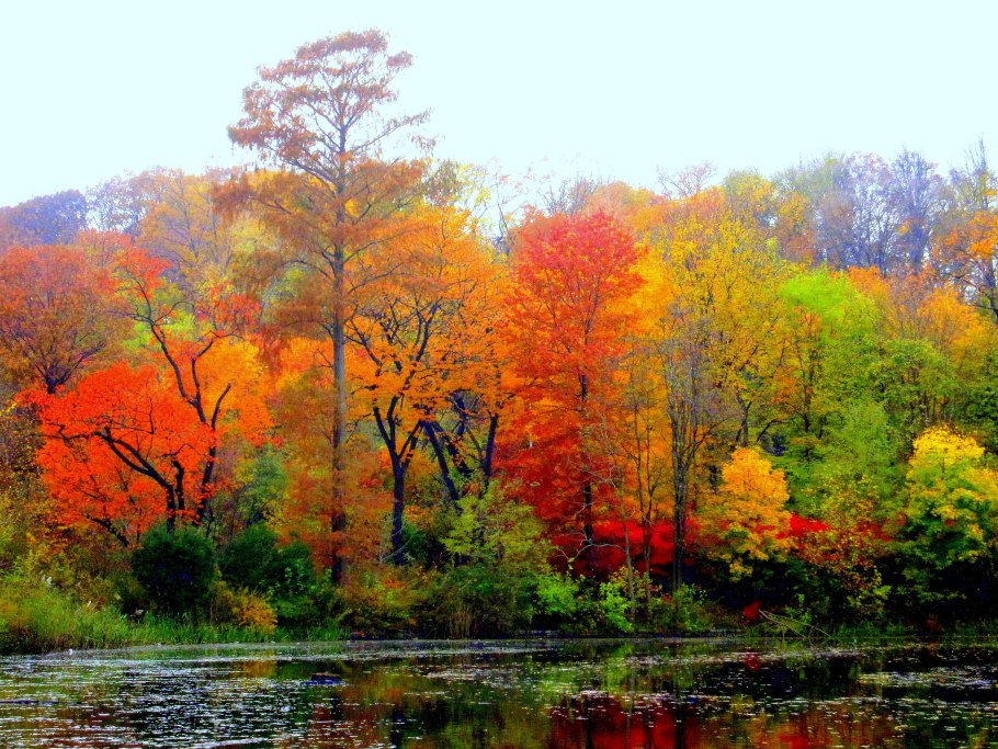 Широколиственные леса России осенью