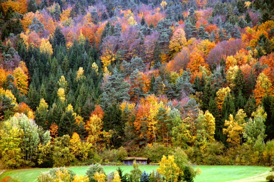 Осенний Лиственный лес