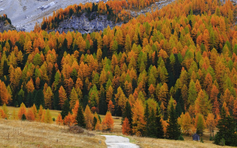 Хвойные смешанные широколиственные леса России