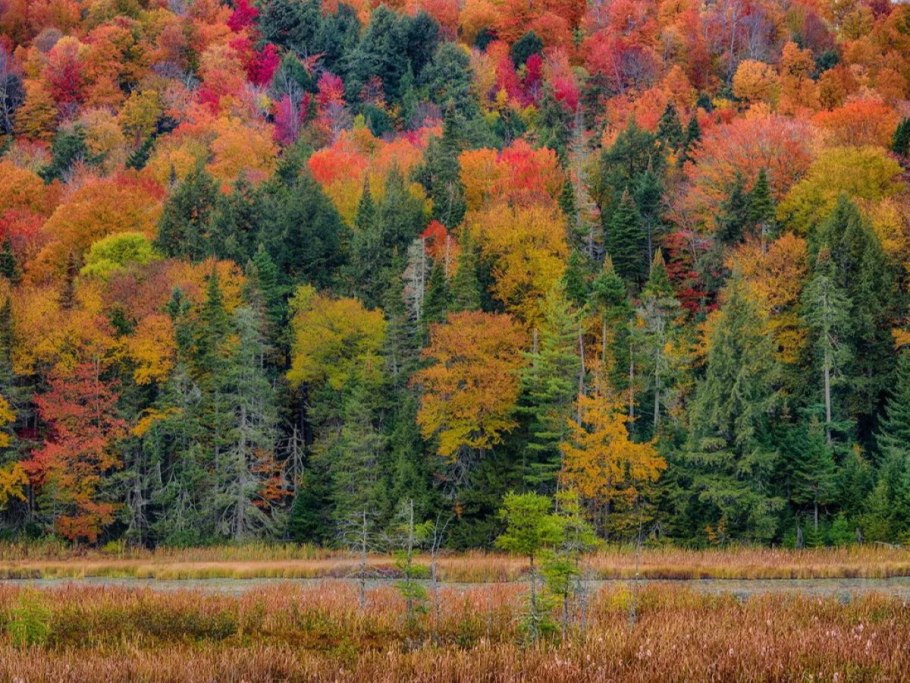 Смешанный и широколиственный лес России