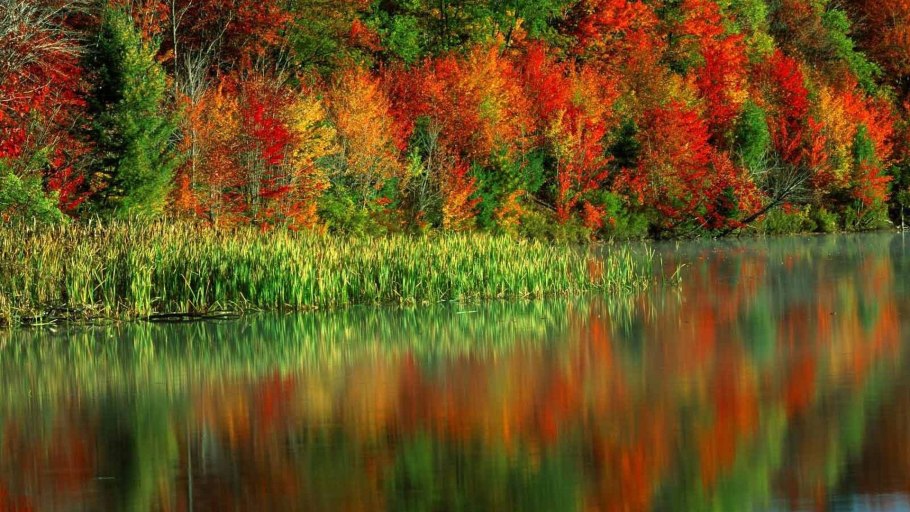 Осень цвета