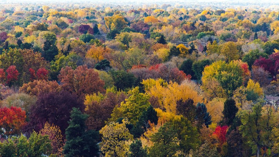 Осенний пейзаж лес смешанный