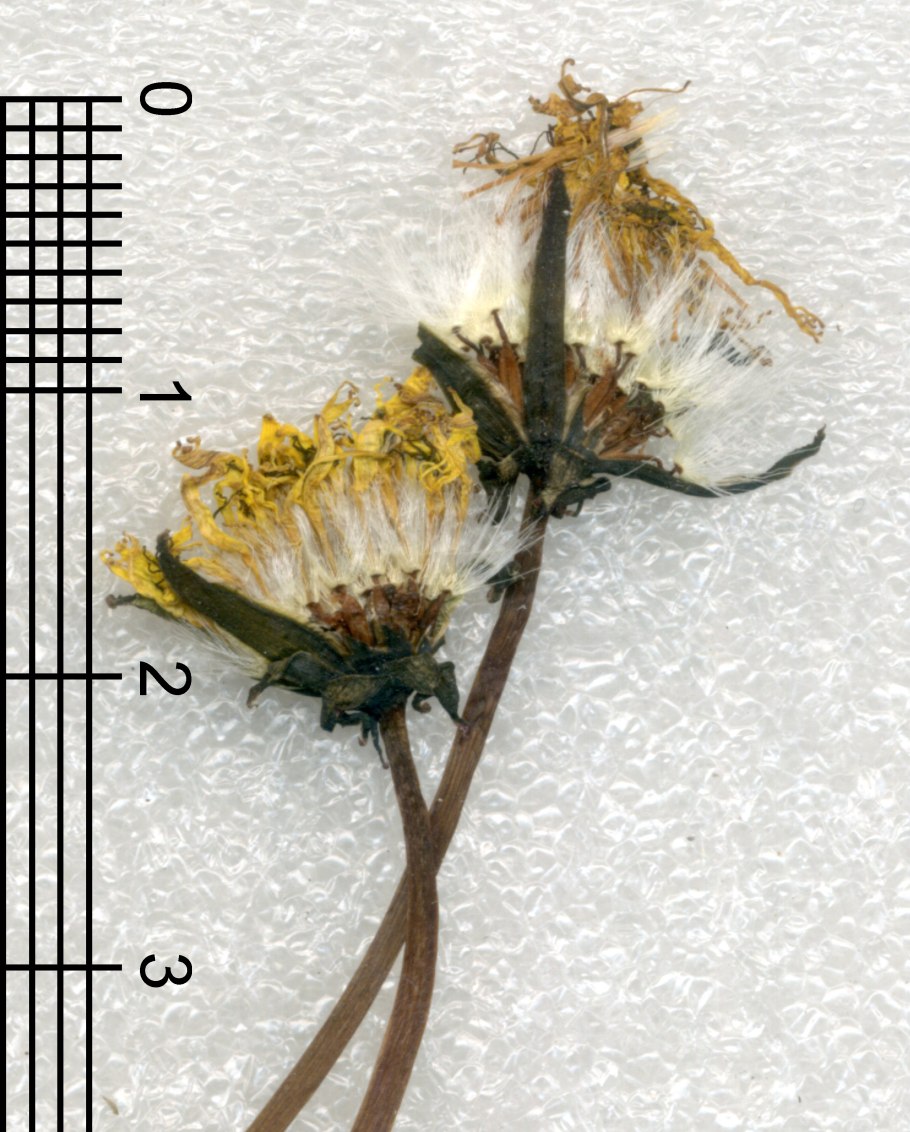 Корень одуванчика на белом фоне