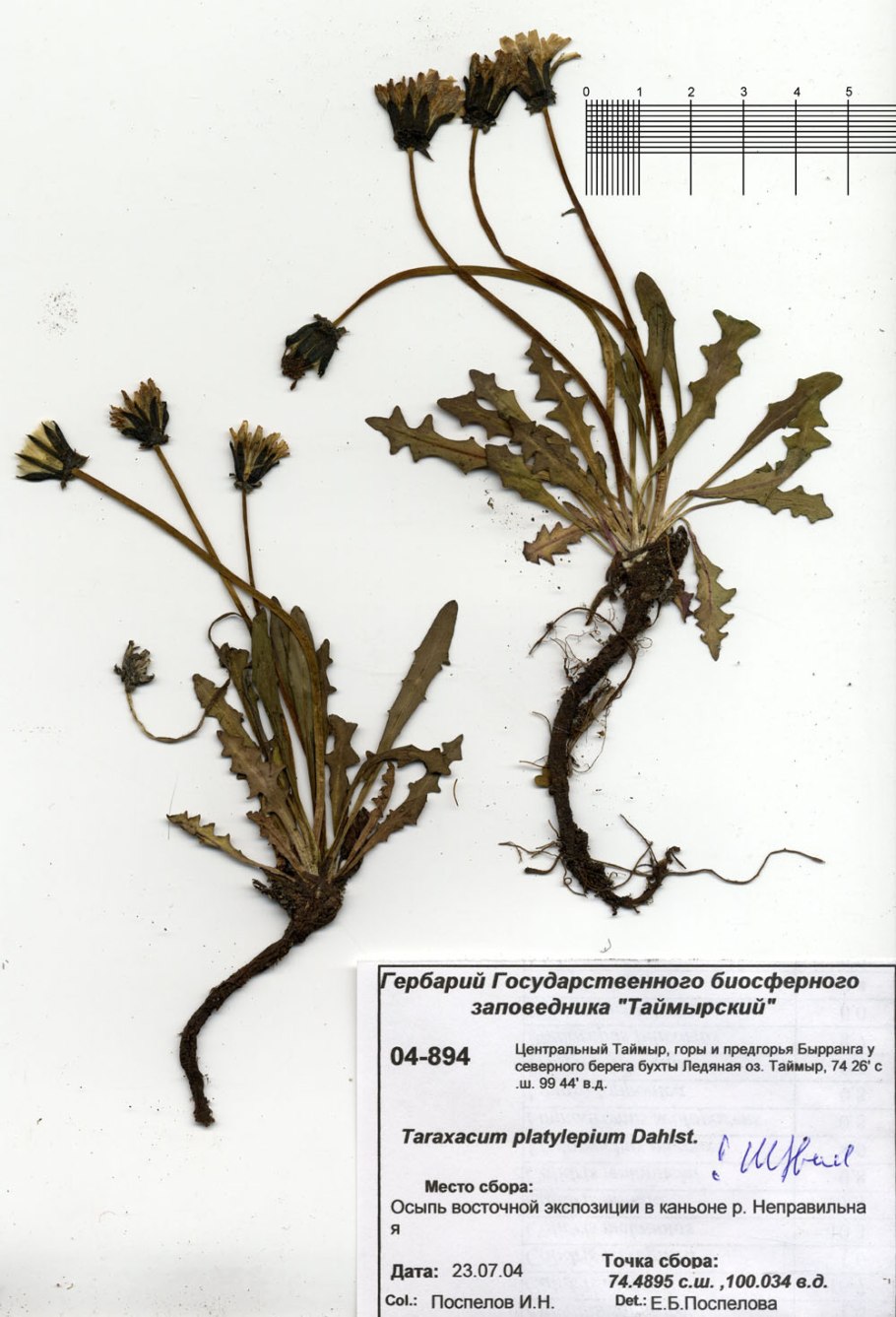 Одуванчик лекарственный гербарий